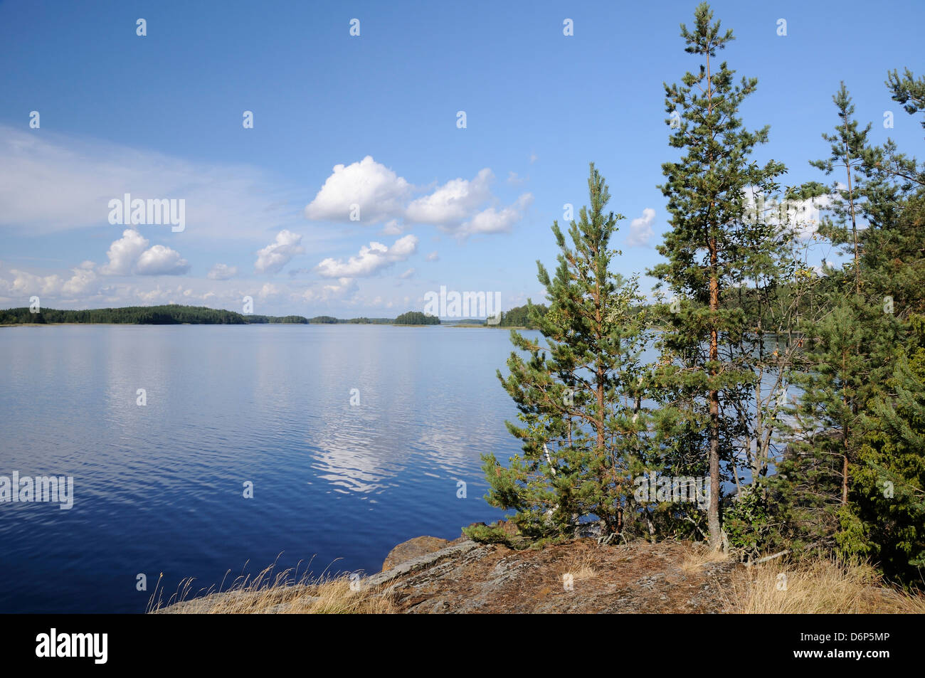Young Scots pine trees (Pinus sylvestris) growing near rocky shore of Lake Saimaa, near