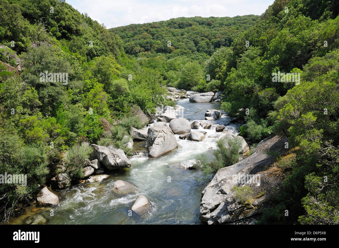 River Taravo flowing down from Corsica's National Park (Parc Naturel Regional de Corse) through forest, Corsica, France Stock Photo