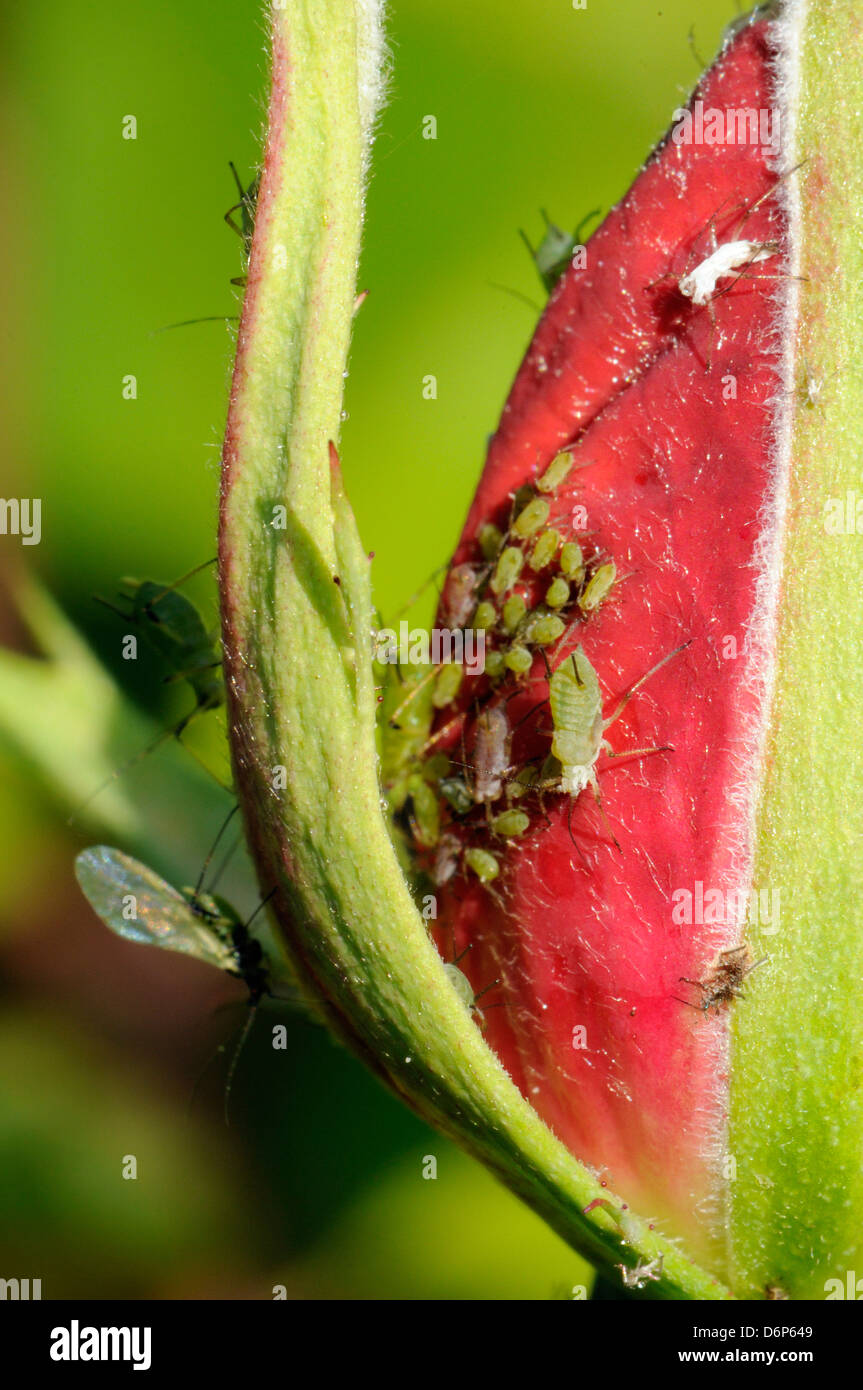 Rose aphids (Macrosiphum rosae) feeding on rose bud in a Wiltshire ...