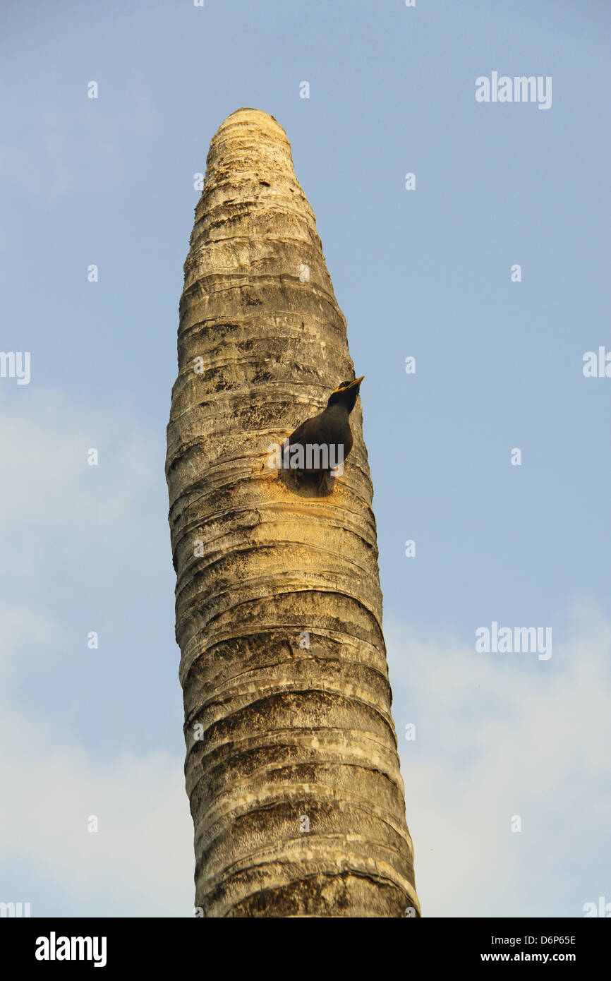 Bird near nest Stock Photo Alamy