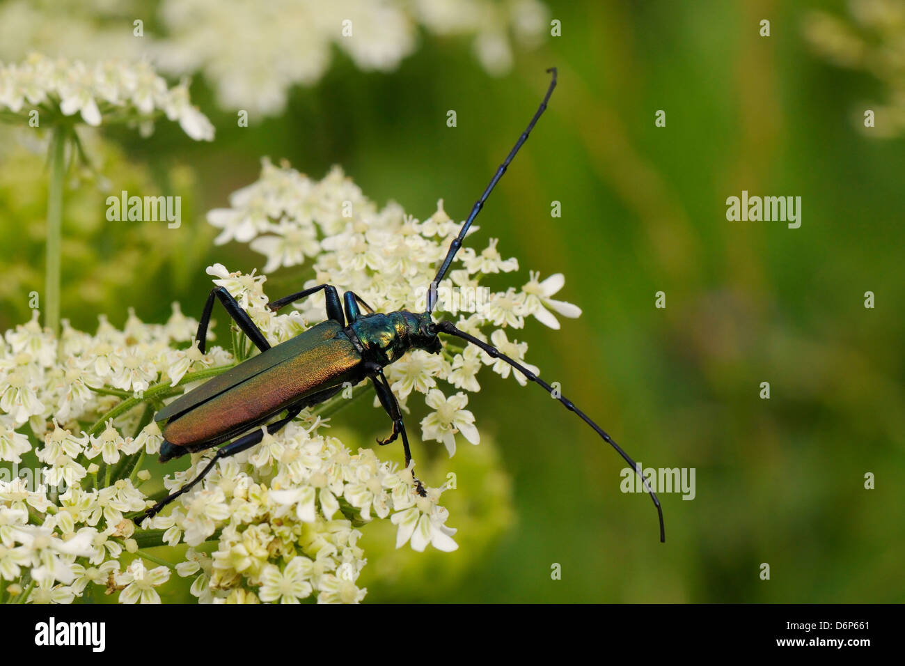 Musk beetle (Aromia moschata) foraging on wild carrot (Queen Anne's lace) (Daucus carota) flowerhead in a hay meadow, Slovenia Stock Photo