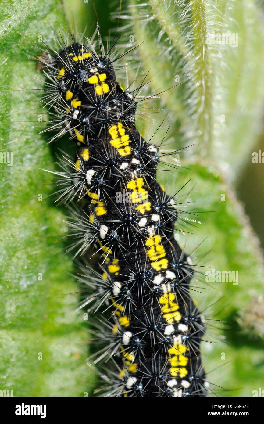 Scarlet tiger moth caterpillar (Callimorpha dominula) feeding on common comfrey leaf, Wiltshire, England, UK Stock Photo