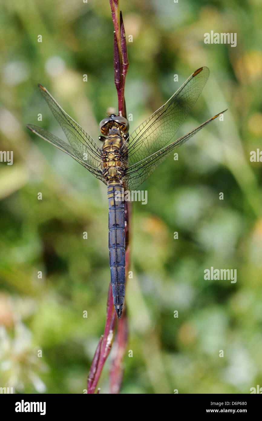 Young male keeled skimmer dragonfly (Orthetrum coerulescens), resting on plant stem, Lesbos (Lesvos), Greece, Europe Stock Photo