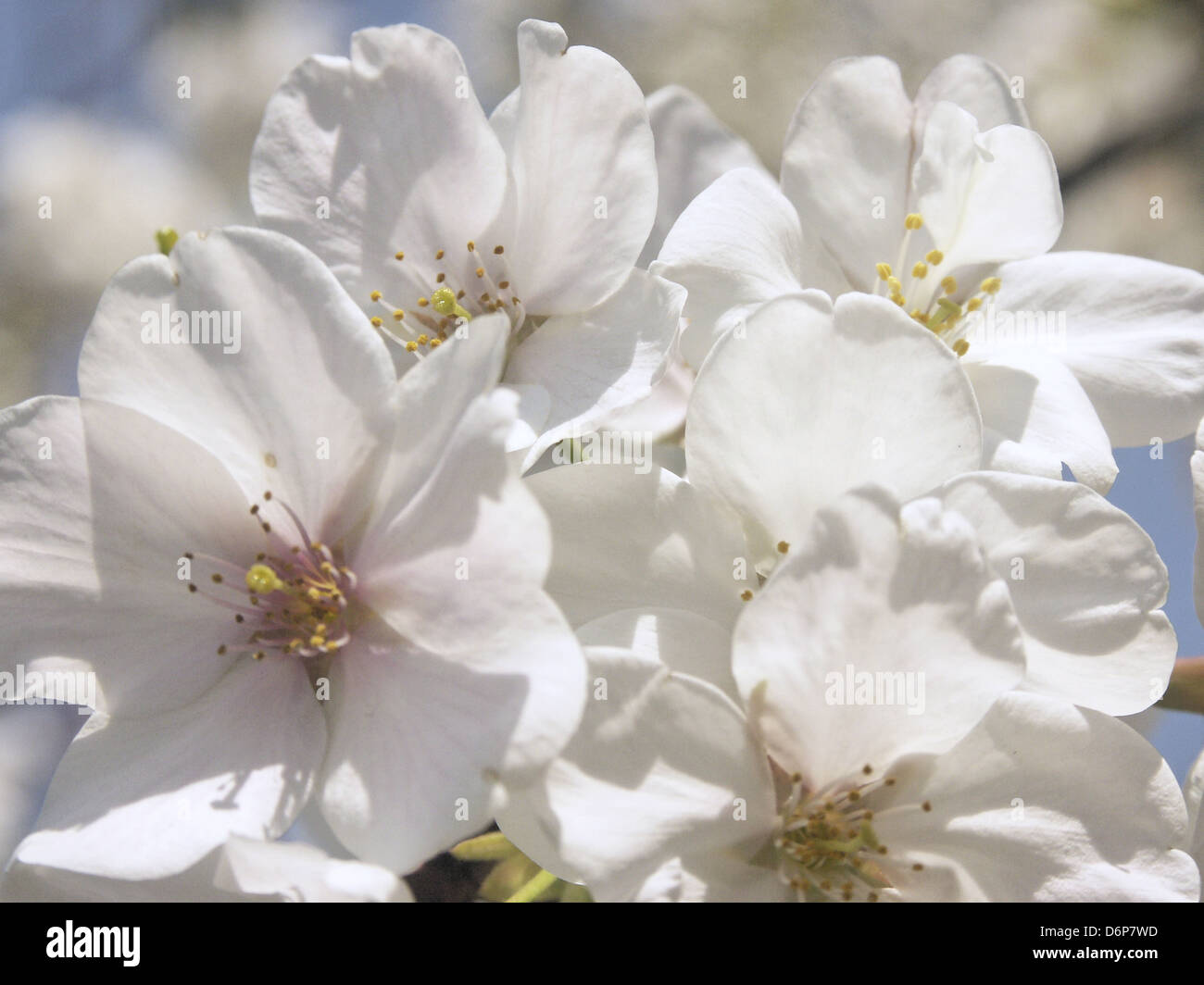 Japan, Tokyo, cherry, Yoshino cherry (Prunus × yedoensis) white cherry ...