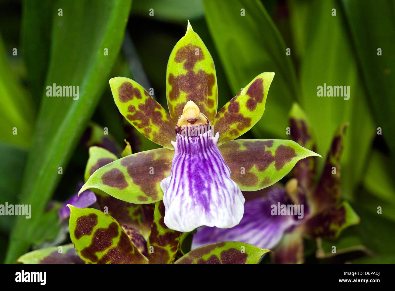 orchid growing in nature Stock Photo Alamy