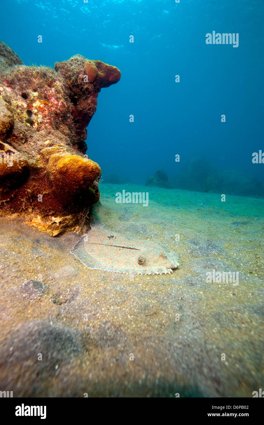 A rare maculated flounder (Bothus maculiferus), Dominica, West Indies, Caribbean, Central America Stock Photo