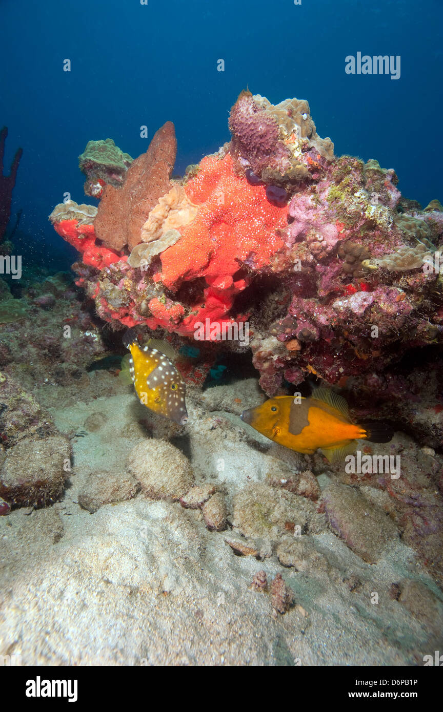 Two white spotted filefish, one in the orange phase, one in the white spotted phase, Dominica, West Indies, Caribbean Stock Photo