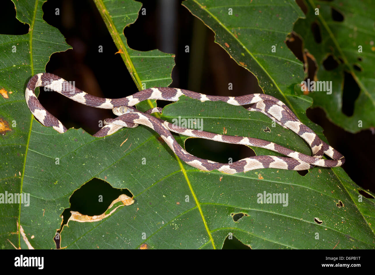 Blunthead Treesnake (Imantodes cenchoa) coiled on a rainforest leaf in ...