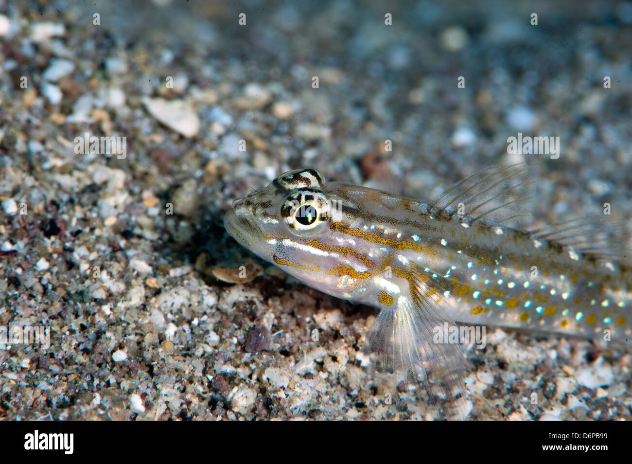 Bridled goby (Coryphopterus glaucofraenum), Dominica, West Indies, Caribbean, Central America Stock Photo