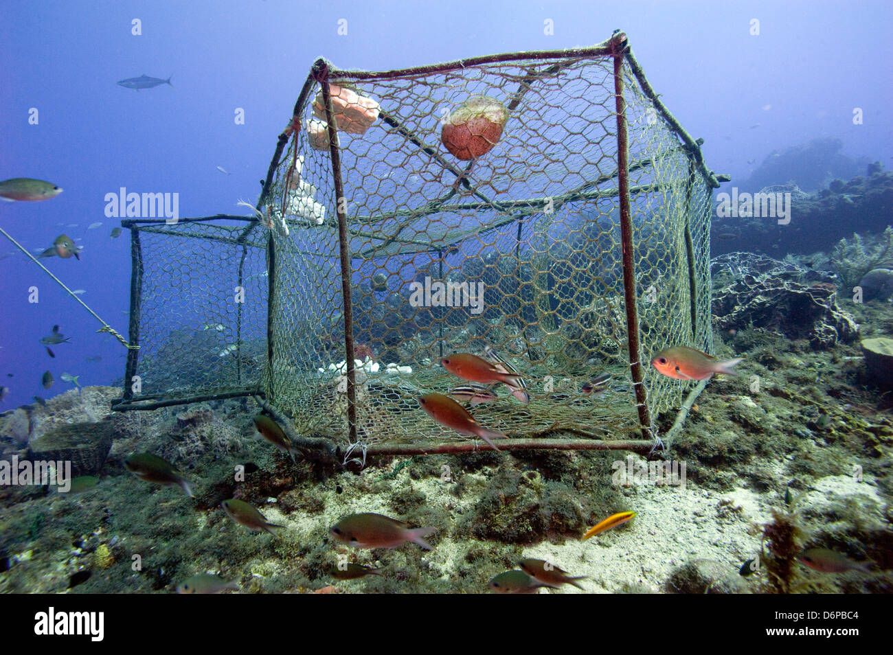 Fishing cage in Dominica, West Indies, Caribbean, Central America Stock Photo