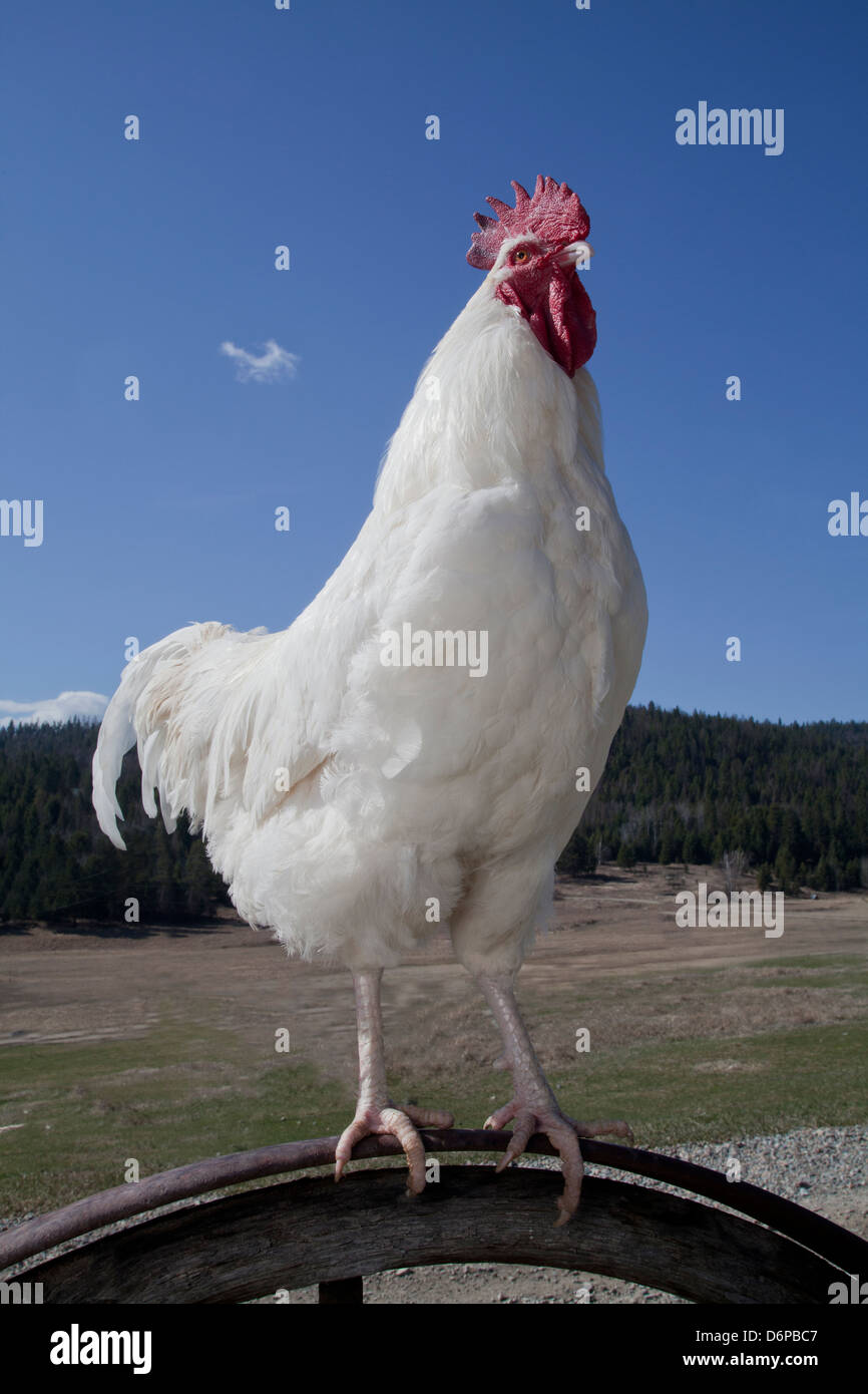 Portrait of white Rooster standing on weathered wagon wheel. Stock Photo
