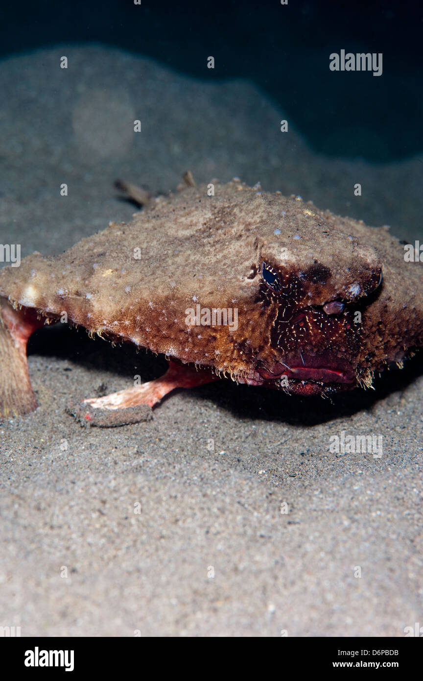 A rare rough back walking batfish (Ogcocephalus parvas) that usually ...