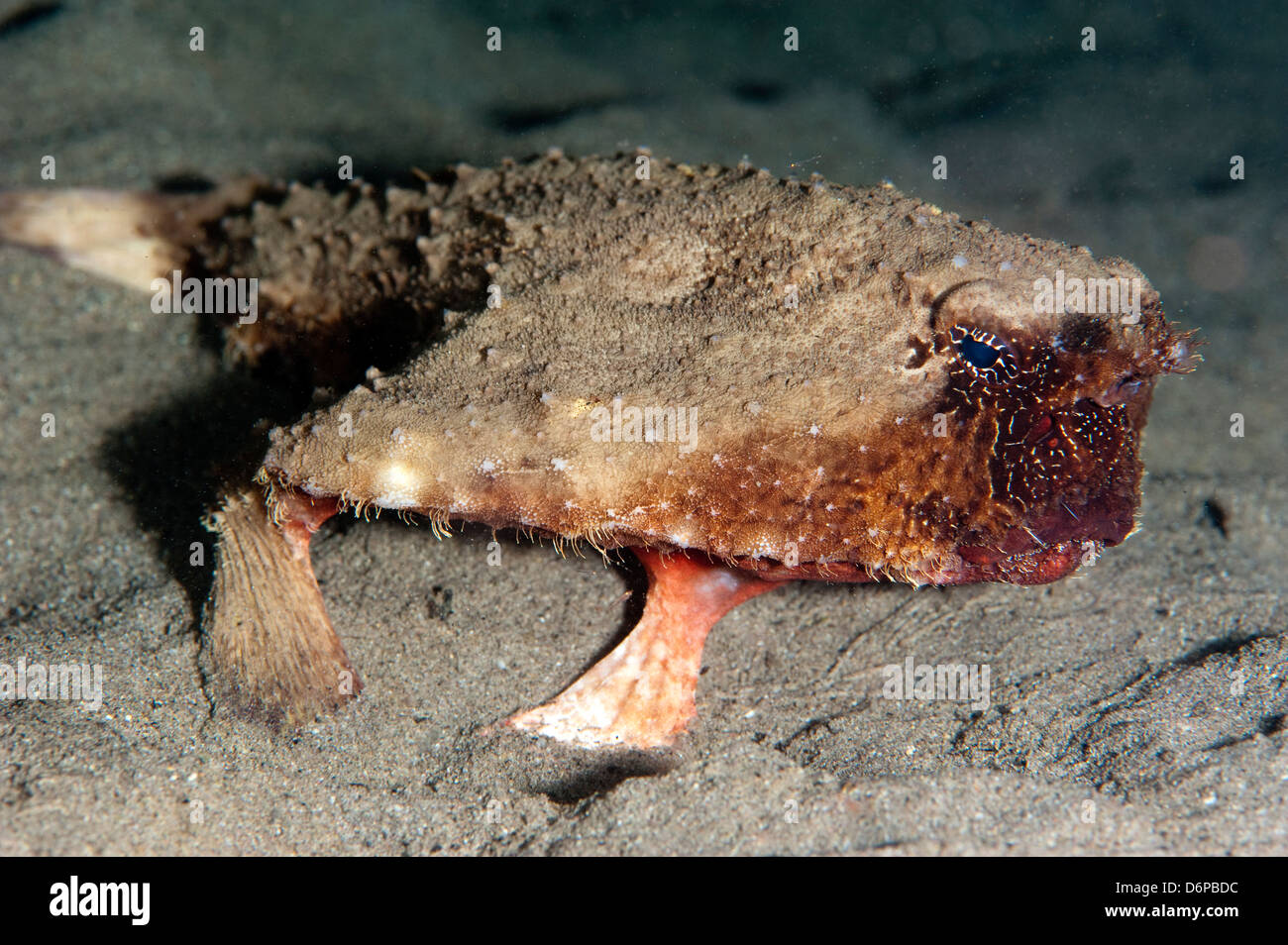 A rare rough back walking batfish (Ogcocephalus parvas) that usually ...