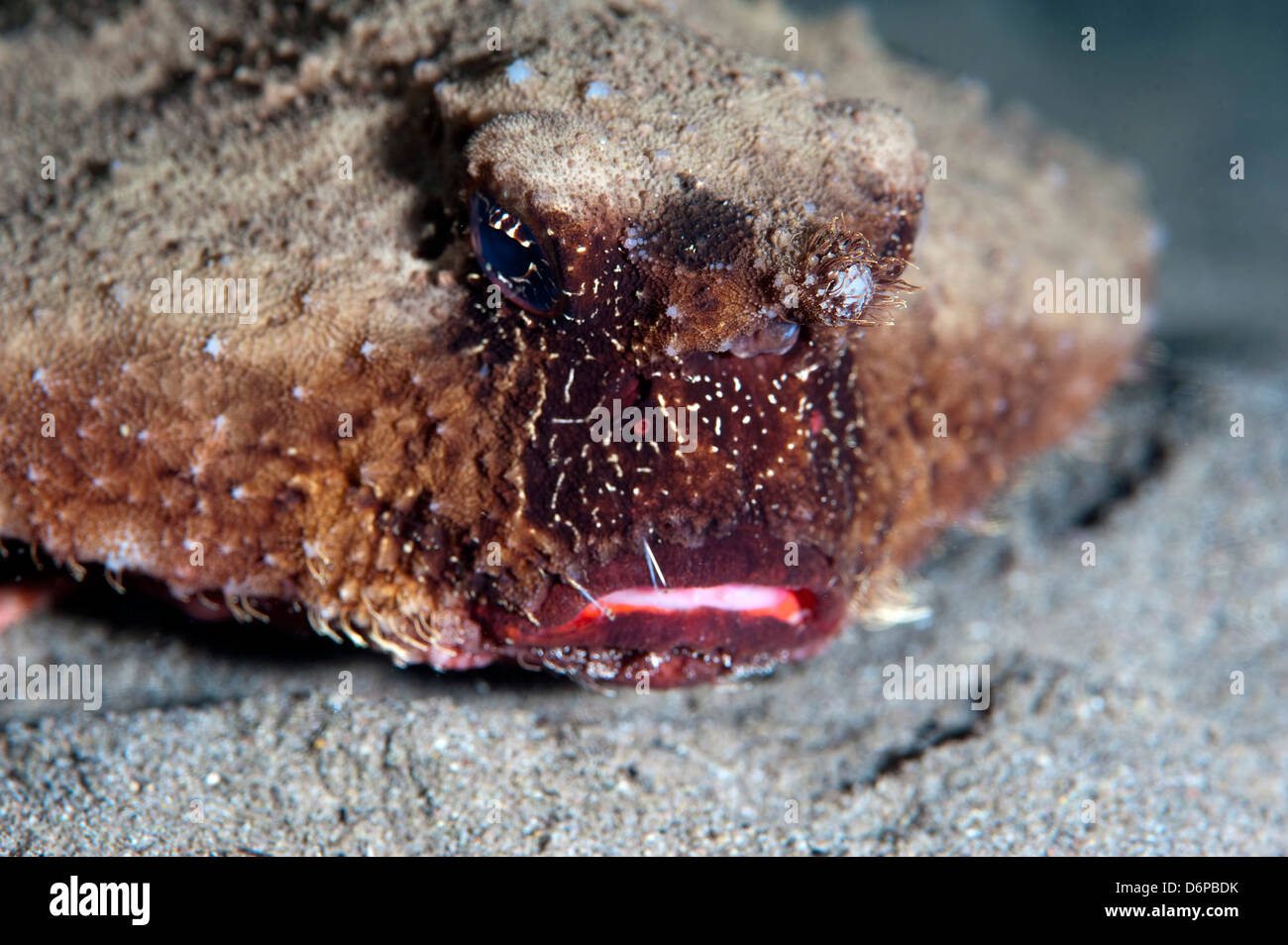 A rare rough back walking batfish (Ogcocephalus parvas) that usually ...