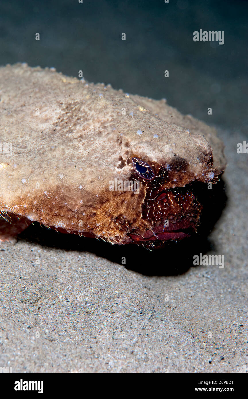 A rare rough back walking batfish (Ogcocephalus parvas) that usually ...