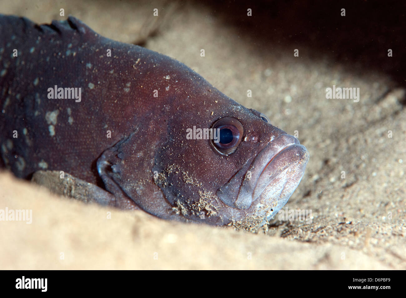 Whitespotted soapfish (Rypticus maculatus), Dominica, West Indies, Caribbean, Central America Stock Photo