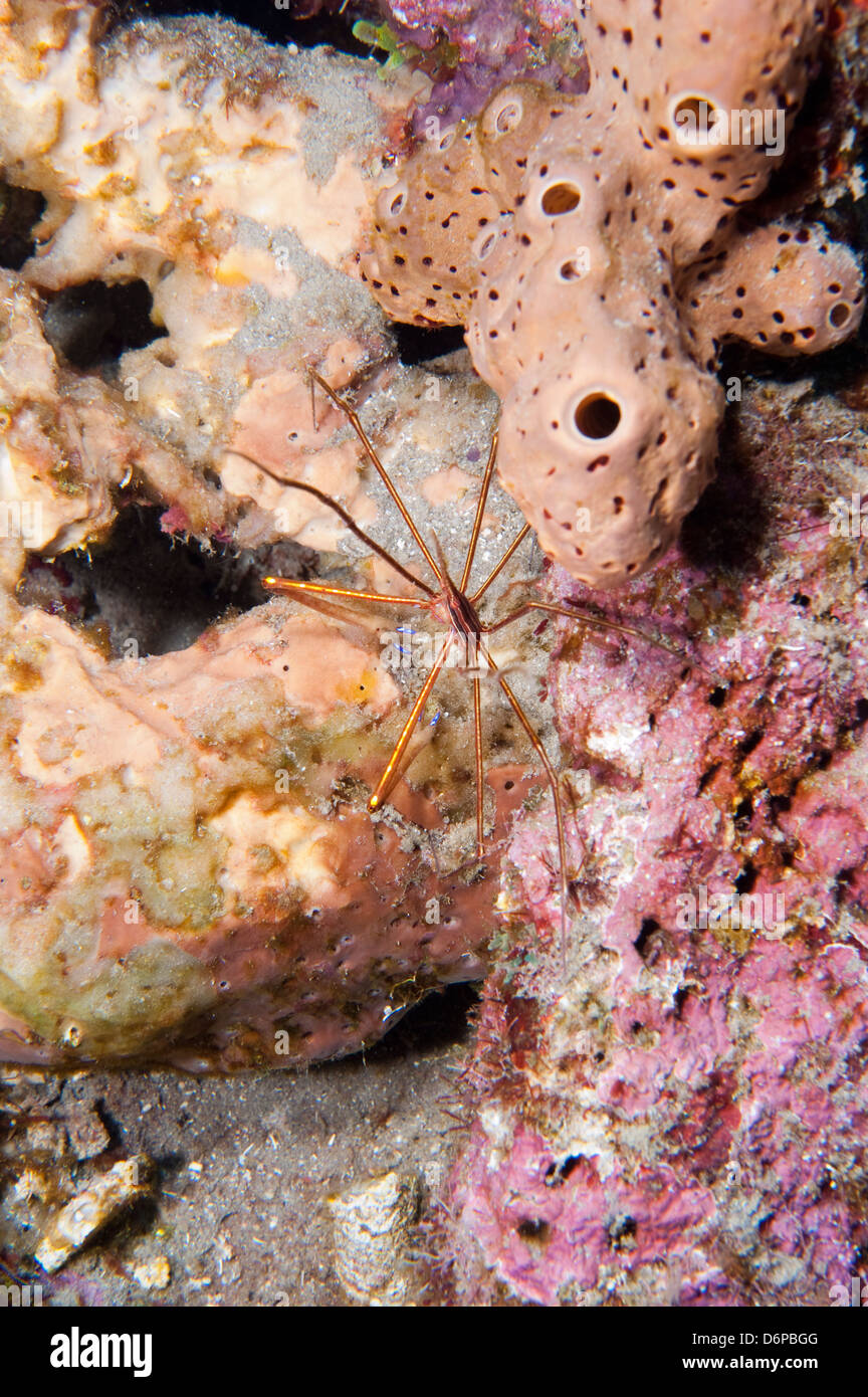 Yellowline arrow crab (Stenorhynchus seticornis), Dominica, West Indies, Caribbean, Central America Stock Photo