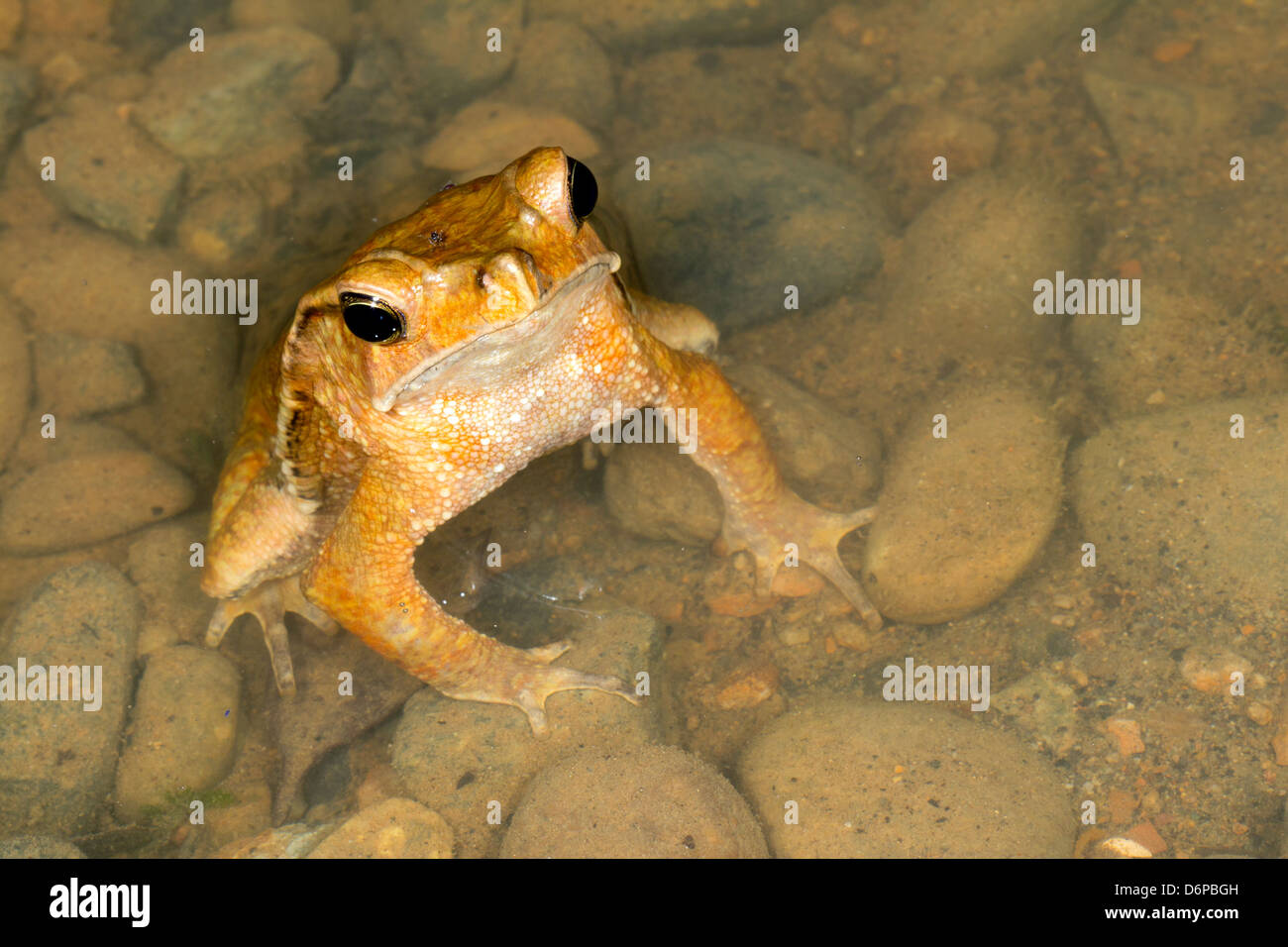 Bom Jardim Toad (Rhinella dapsilis). Male waiting for a mate in a puddle of water in the rainforest, Ecuador Stock Photo