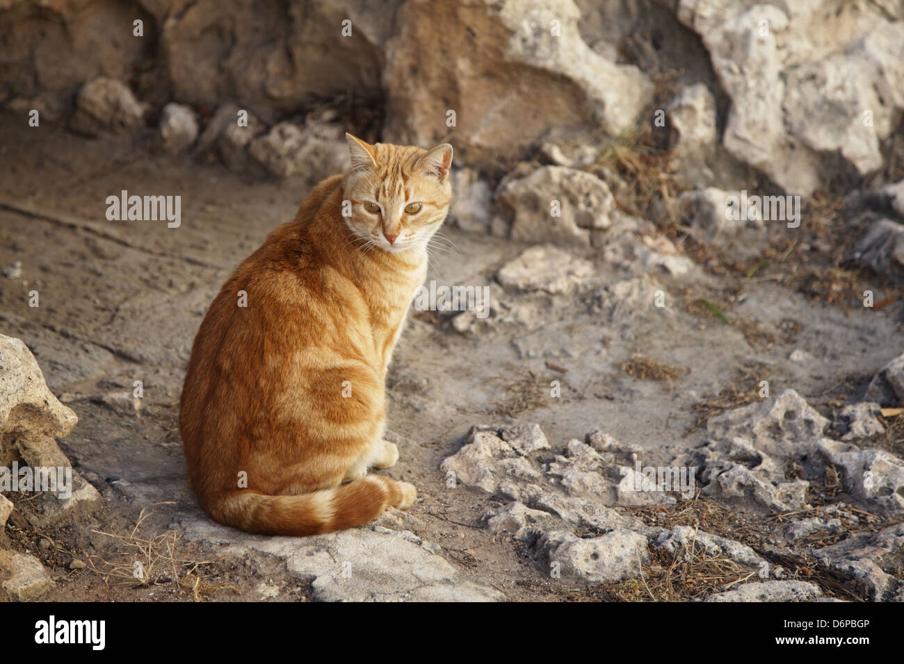 Malta, Vittoriosa (or Birgu), Katze friedlich, Harmonisch, Stock Photo