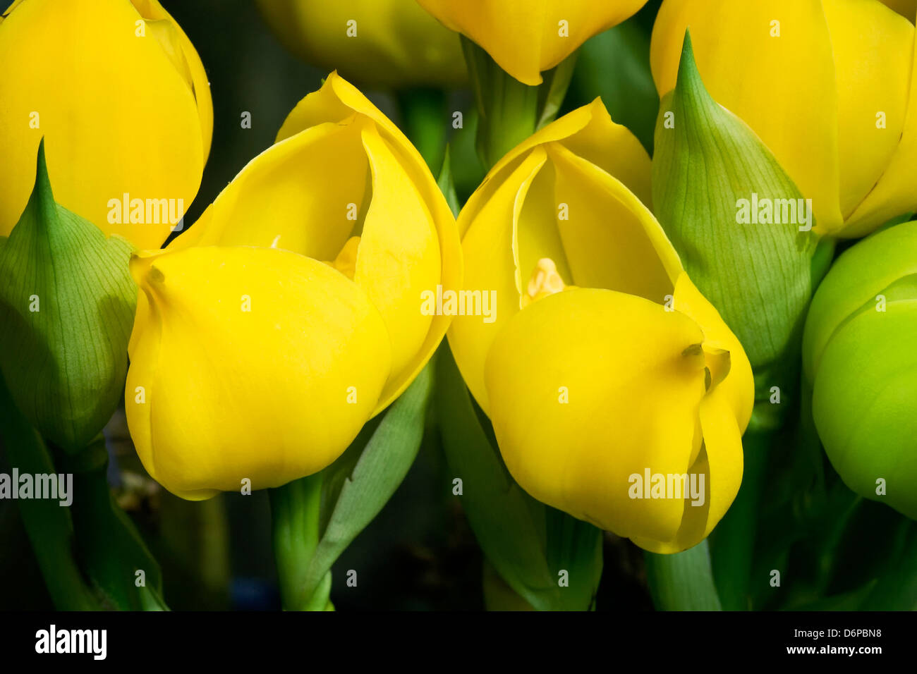 yellow orchid shaped like a Dutch shoe Stock Photo - Alamy
