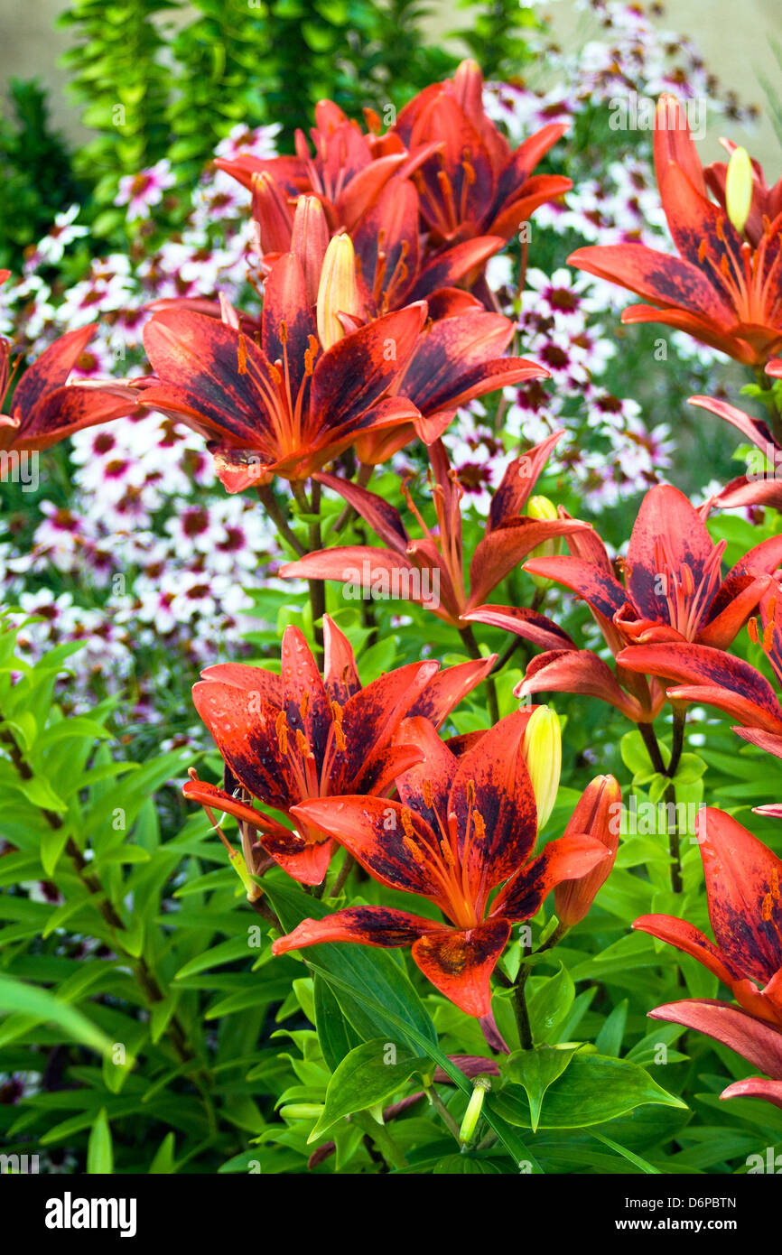 day lily display in the garden Stock Photo