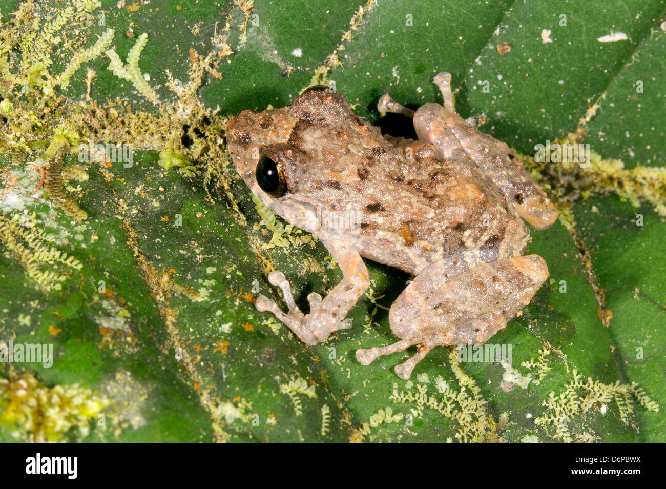 Upper Amazon Rain Frog (Pristimantis altamazonicus) on a mossy understory leaf, Ecuador Stock Photo