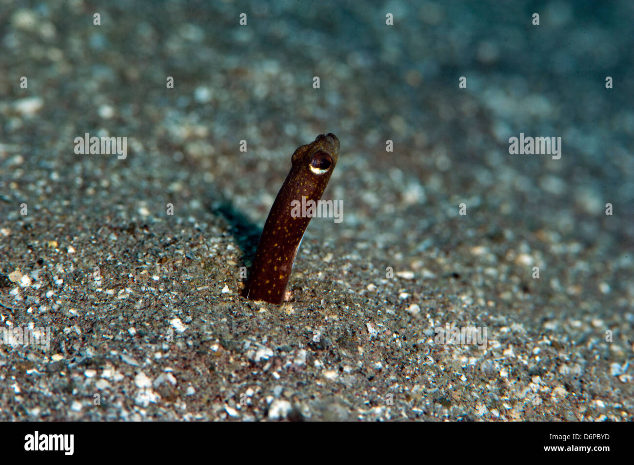 Brown garden eel (Heteroconger halis), Dominica, West Indies, Caribbean, Central America Stock Photo
