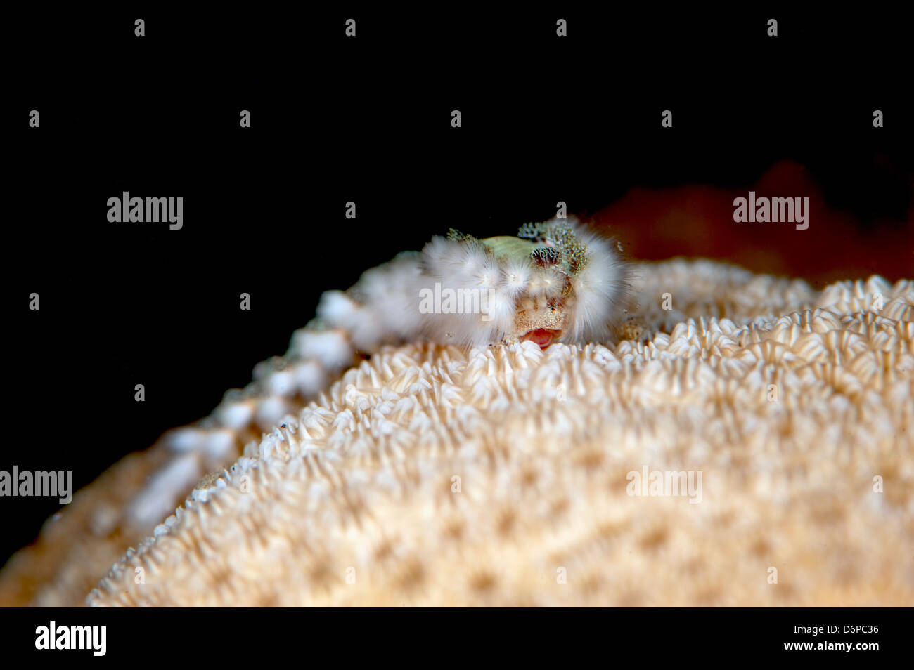 Fireworm (Hermodice carunculate), Dominica, West Indies, Caribbean, Central America Stock Photo