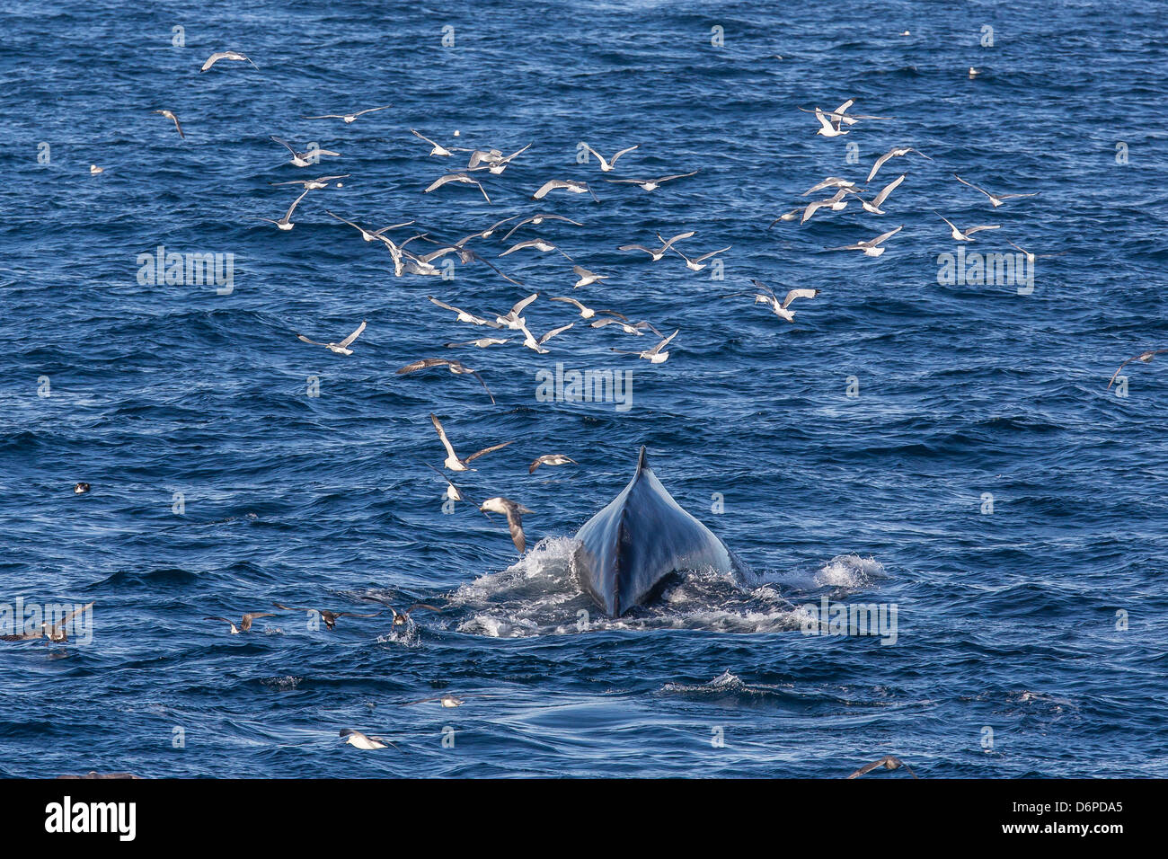 Humpback whale (Megaptera novaeangliae), Vikingbukta, Northeast Greenland, Polar Regions Stock Photo