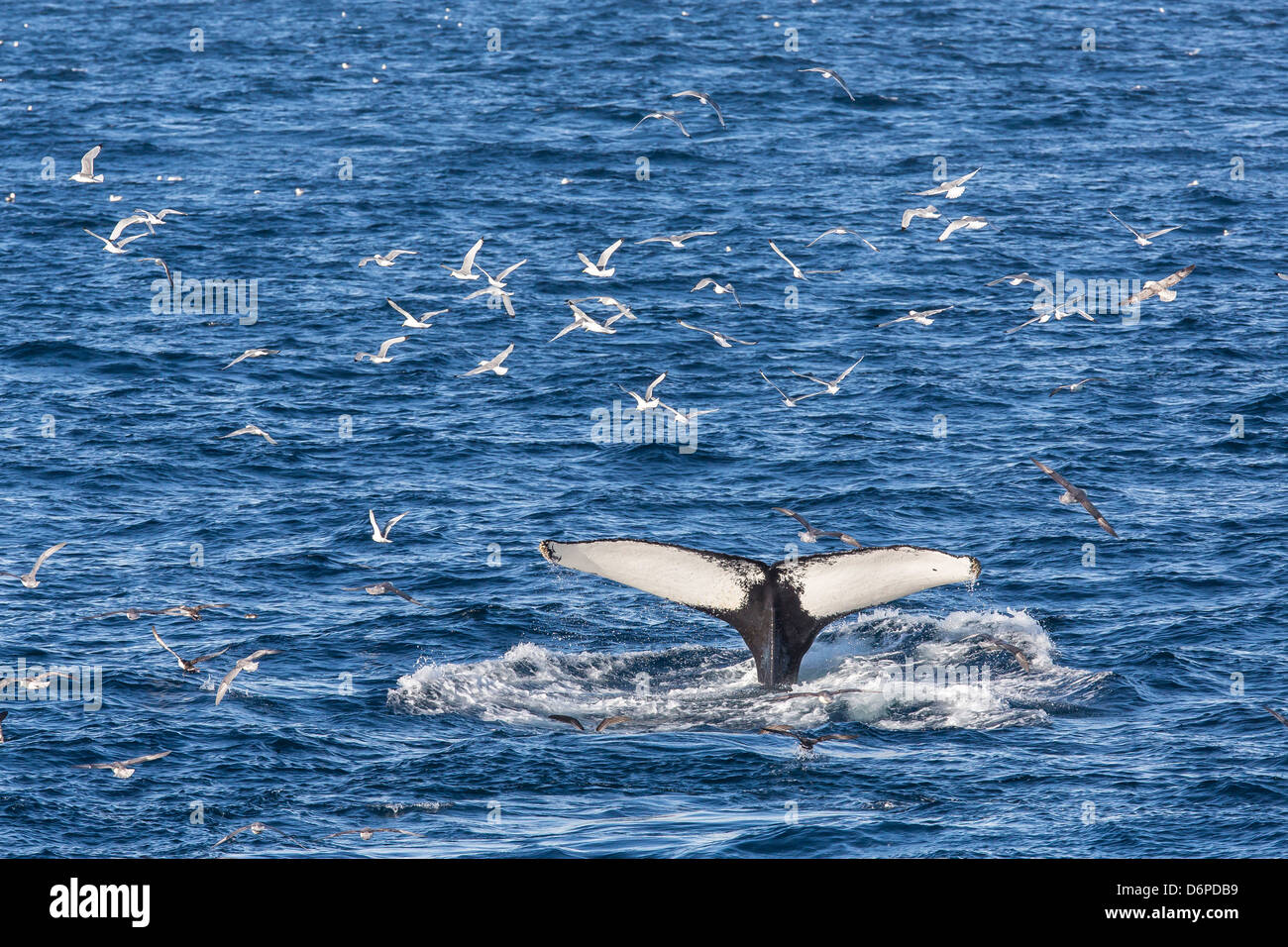 Humpback whale (Megaptera novaeangliae), Vikingbukta, Northeast Greenland, Polar Regions Stock Photo