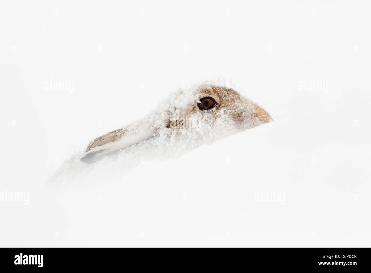Mountain Hare; Lepus timidus; in Snow; Scotland; UK Stock Photo