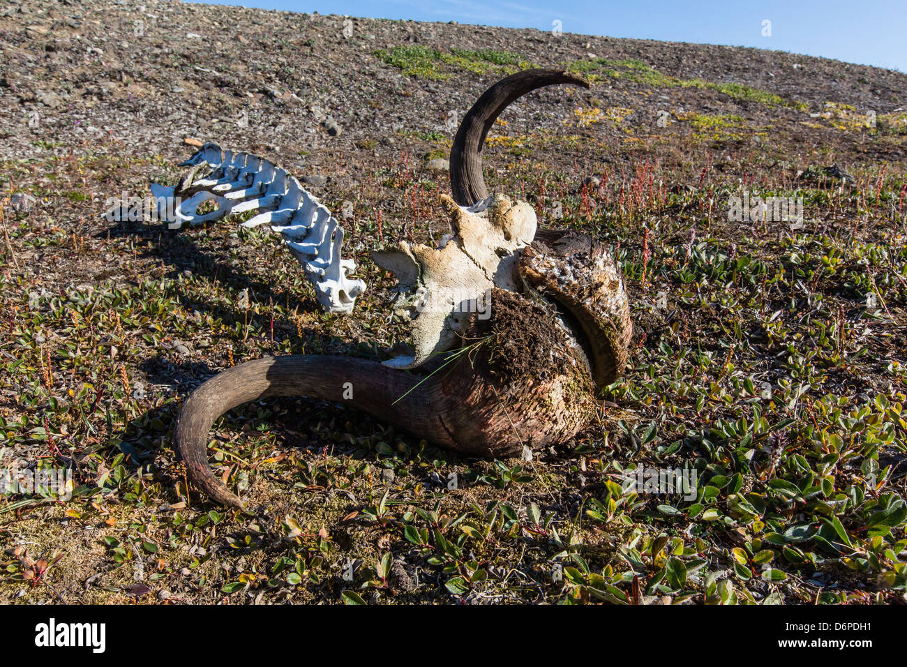 Muskox Ovibos Moschatus Skull And Vertebrae Myggebukta Mosquito Bay 