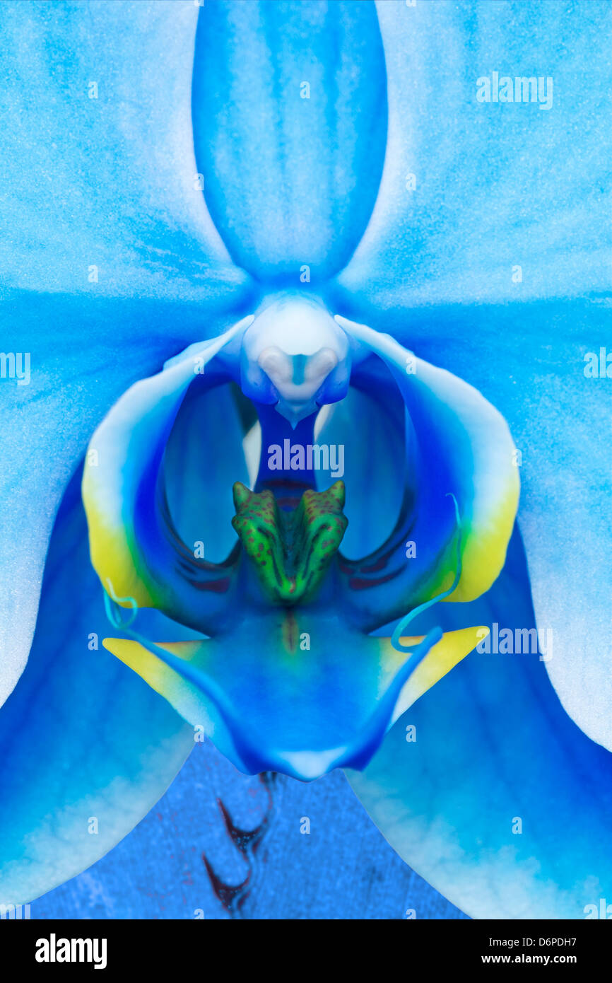 Blue orchid hi-res stock photography and images - Alamy