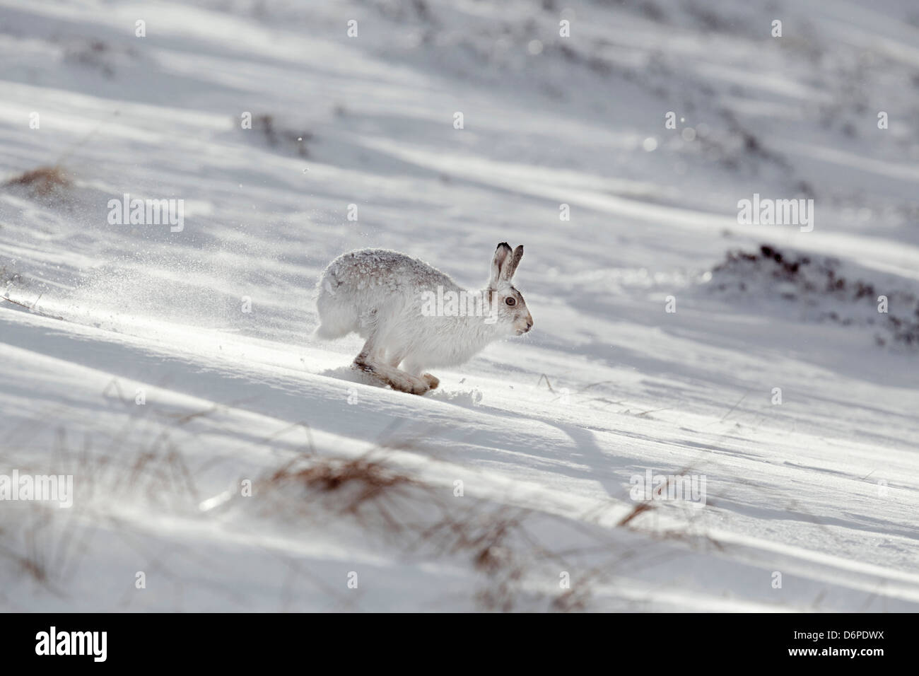 Mountain Hare; Lepus timidus; in Snow; Running; Scotland; UK Stock Photo - Alamy