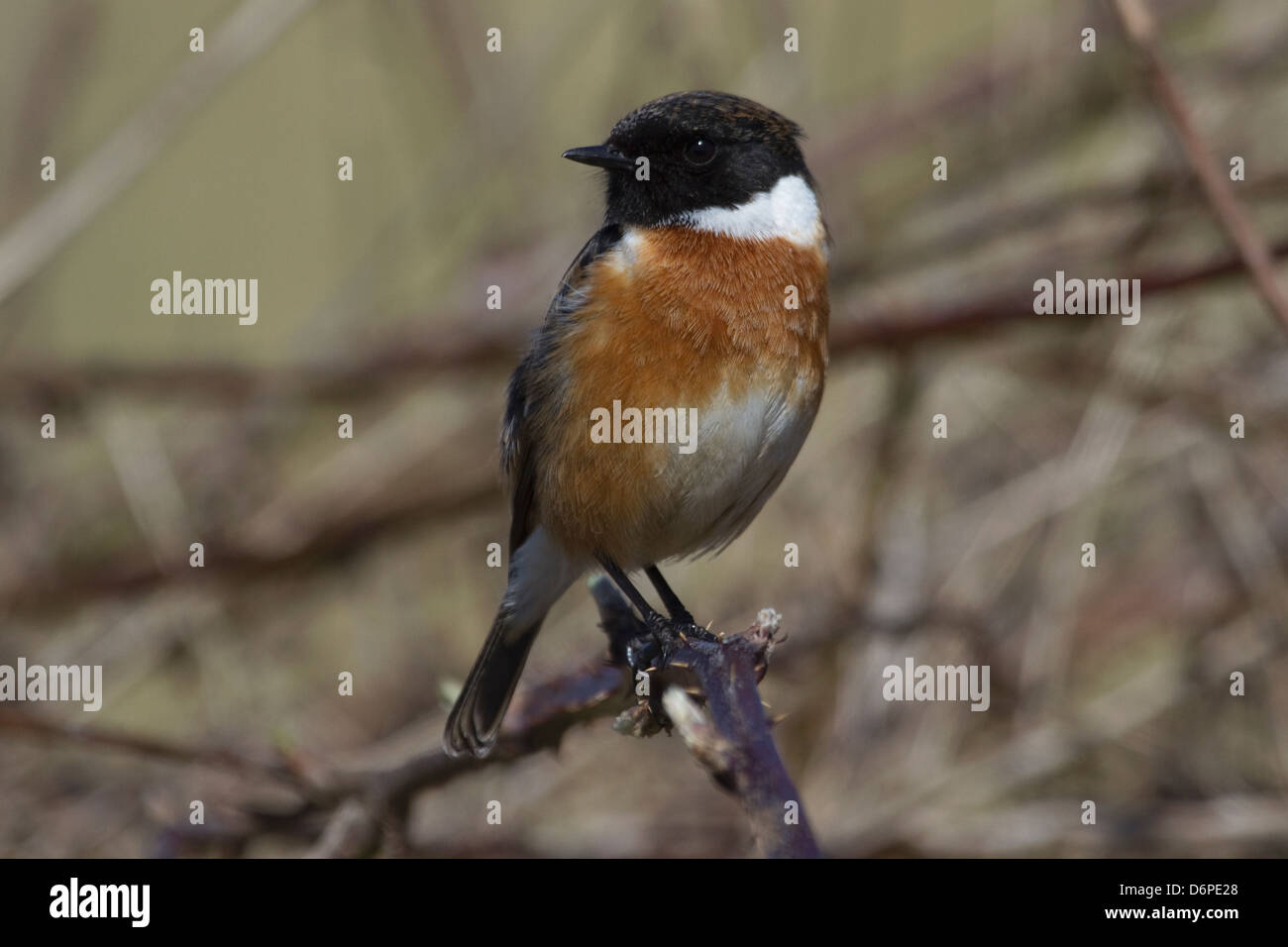Stonechat hi-res stock photography and images - Alamy