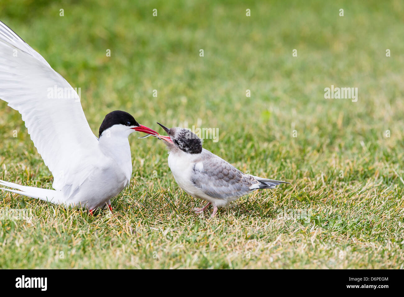 Adult arctic tern (Sterna paradisaea) returning to chick with small fish, Flatey Island, Iceland, Polar Regions Stock Photo