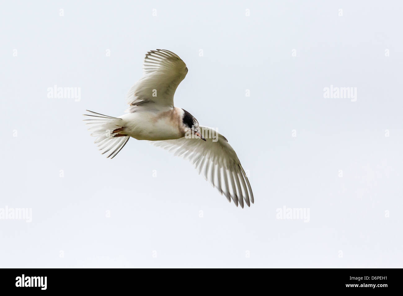 Arctic tern (Sterna paradisaea) chick in flight, Flatey Island, Iceland, Polar Regions Stock Photo