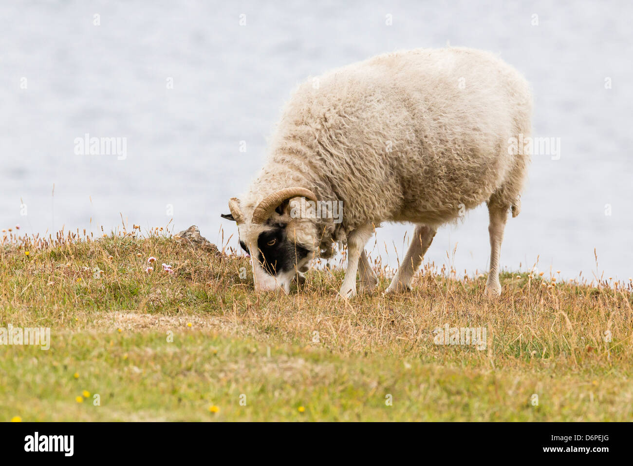Domesticated sheep (Ovis aries), Flatey Island, Iceland, Polar Regions Stock Photo