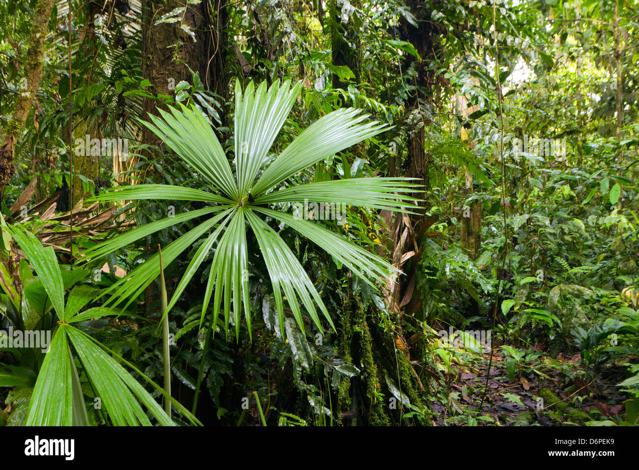 Interior of riverine rainforest beside Rio Yasuni, Ecuador with a palm leaf in foreground Stock Photo