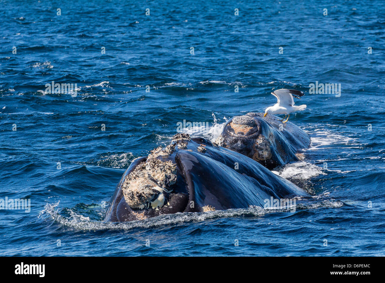 Southern right whale (Eubalaena australis) calf being fed upon by kelp gull, Golfo Nuevo, Peninsula Valdes, Argentina Stock Photo