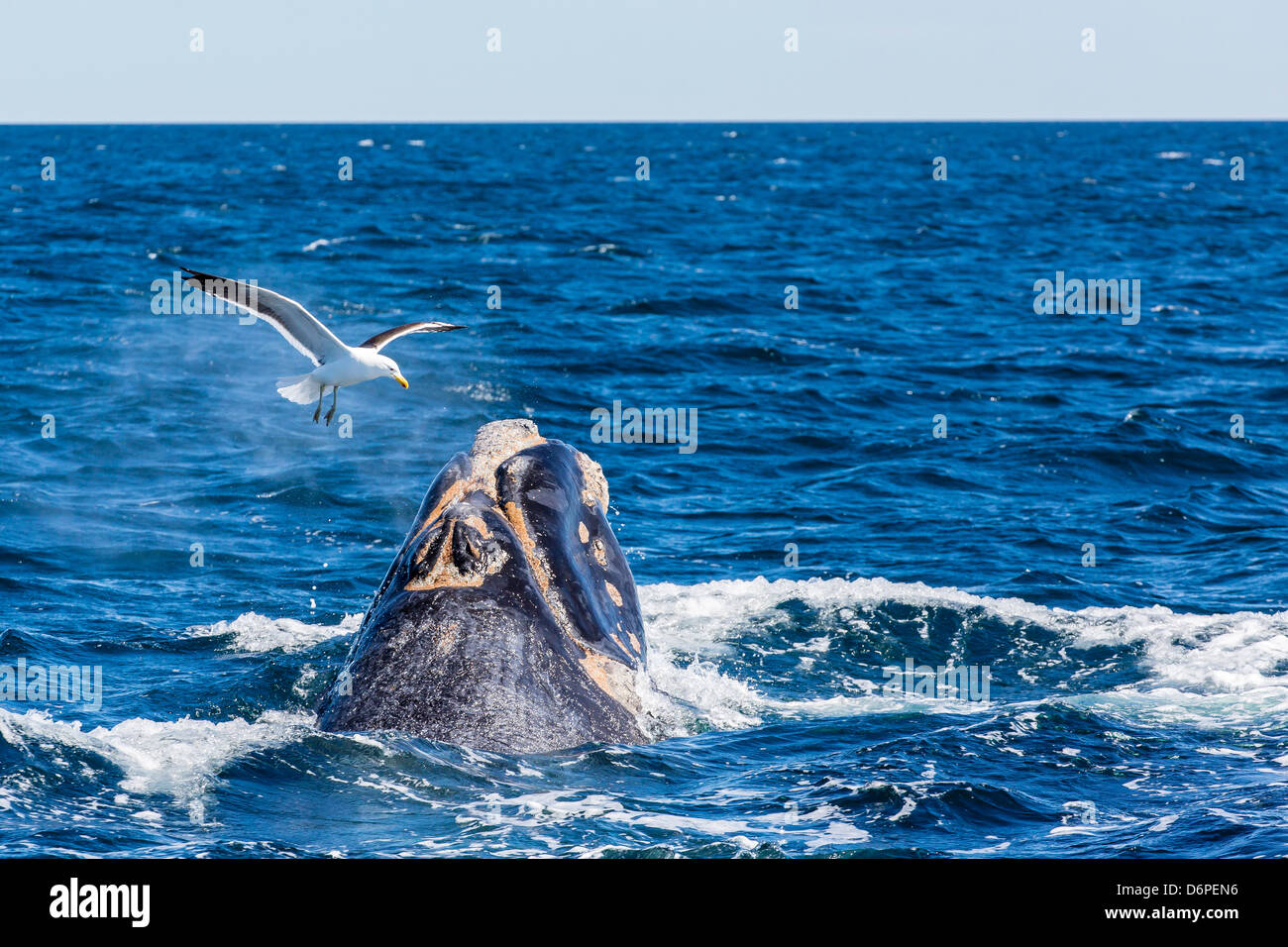 Southern right whale (Eubalaena australis) calf being fed upon by kelp gull, Golfo Nuevo, Peninsula Valdes, Argentina Stock Photo