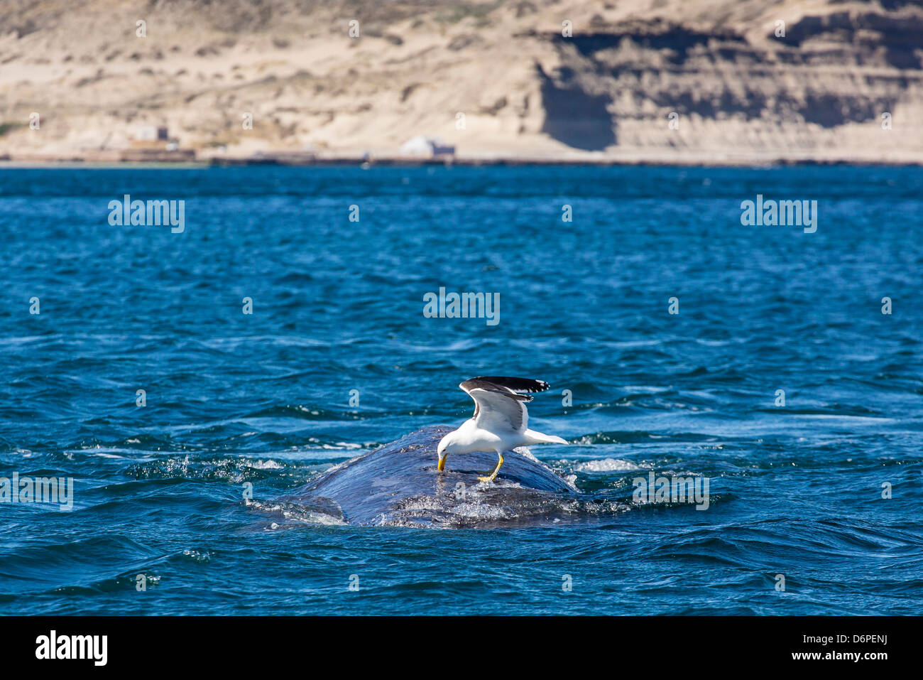 Southern right whale (Eubalaena australis) being fed upon by kelp gull, Golfo Nuevo, Peninsula Valdes, Argentina Stock Photo