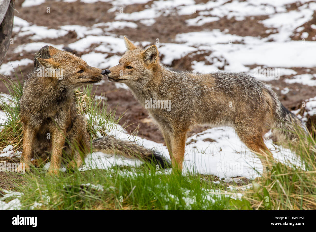 Adult Patagonian red fox (Lycalopex culpaeus) pair in La Pataya Bay, Beagle Channel, Argentina, South America Stock Photo
