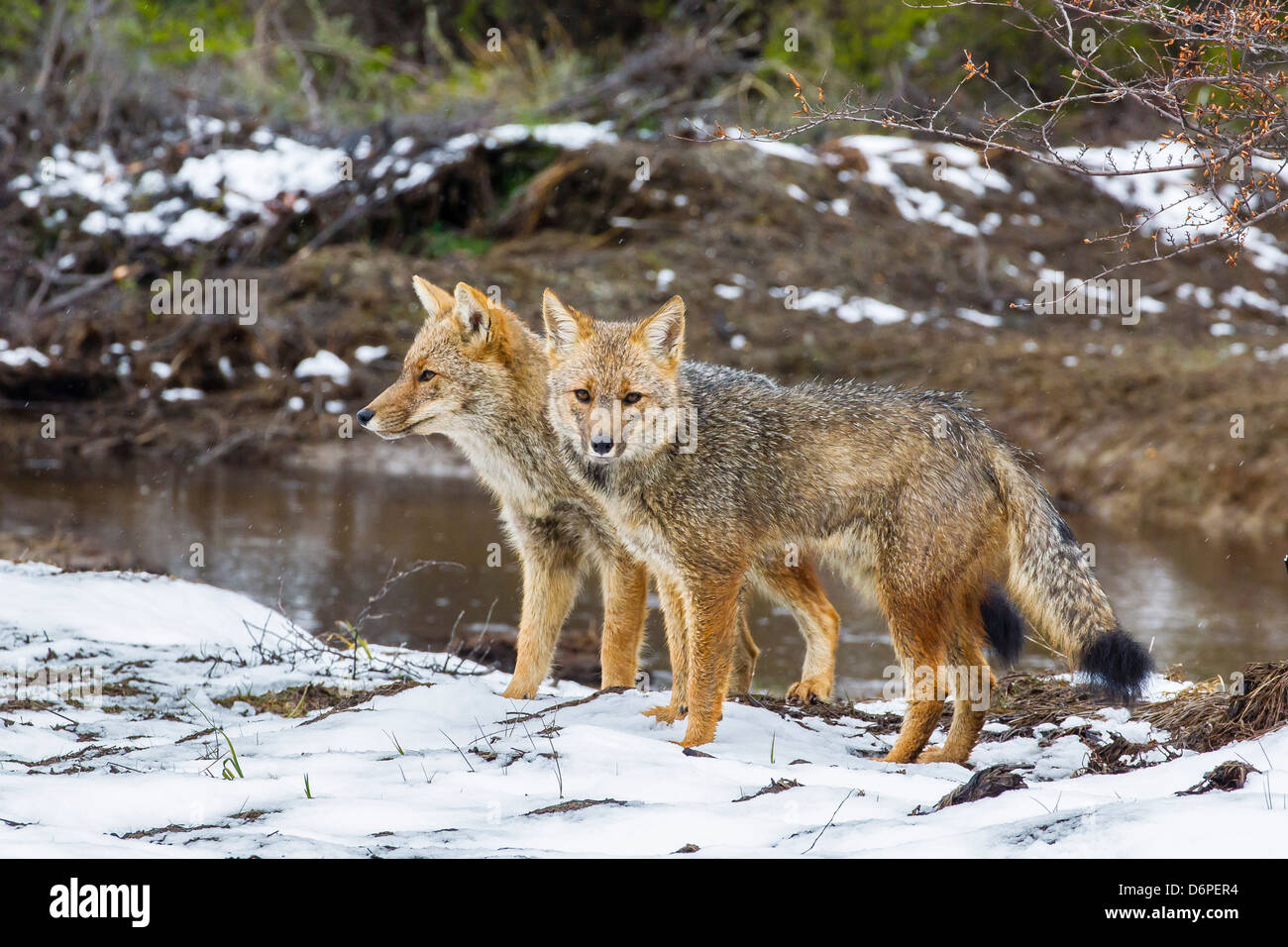 Adult Patagonian red fox (Lycalopex culpaeus) pair in La Pataya Bay, Beagle Channel, Argentina, South America Stock Photo