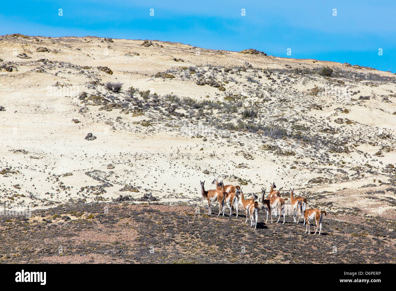 Adult guanacos (Lama guanicoe), Torres del Paine National Park, Patagonia, Chile, South America Stock Photo
