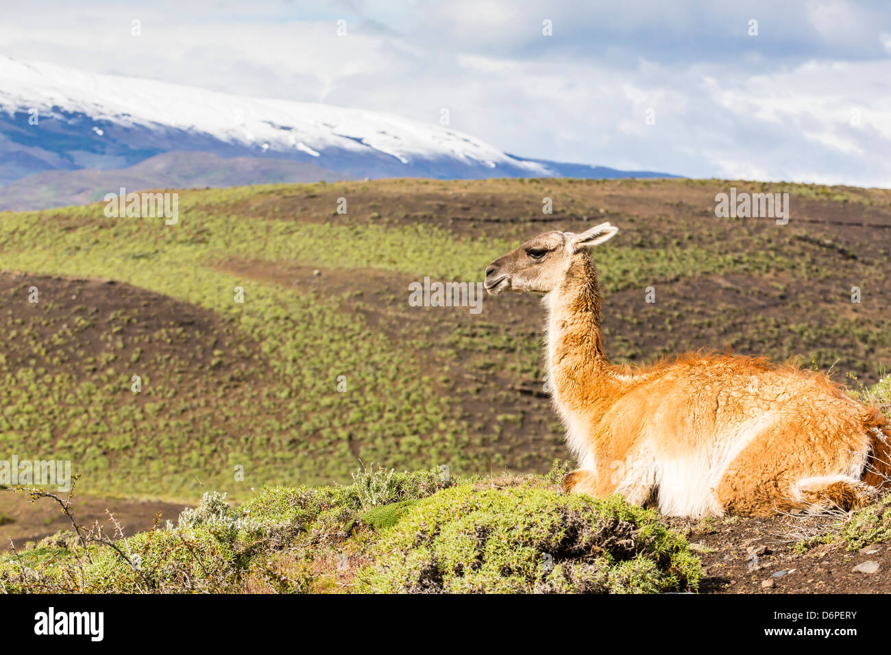 Adult guanacos (Lama guanicoe), Torres del Paine National Park, Patagonia, Chile, South America Stock Photo