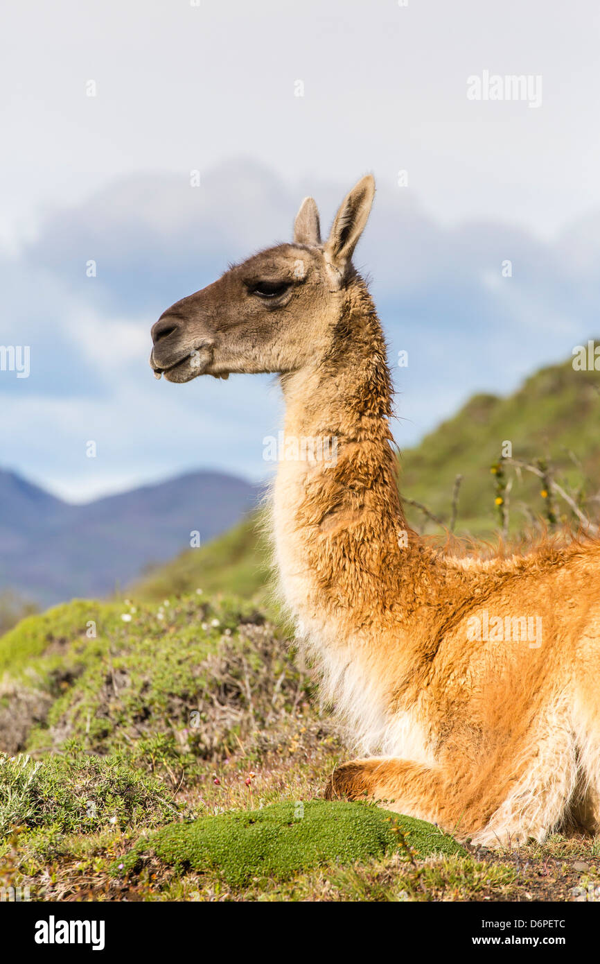 Adult guanacos (Lama guanicoe), Torres del Paine National Park, Patagonia, Chile, South America Stock Photo