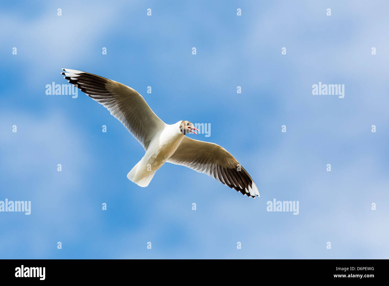 Adult brown-hooded gull (Larus maculipennis), Puerto Pyramides, Peninsula Valdes, Argentina, South America Stock Photo
