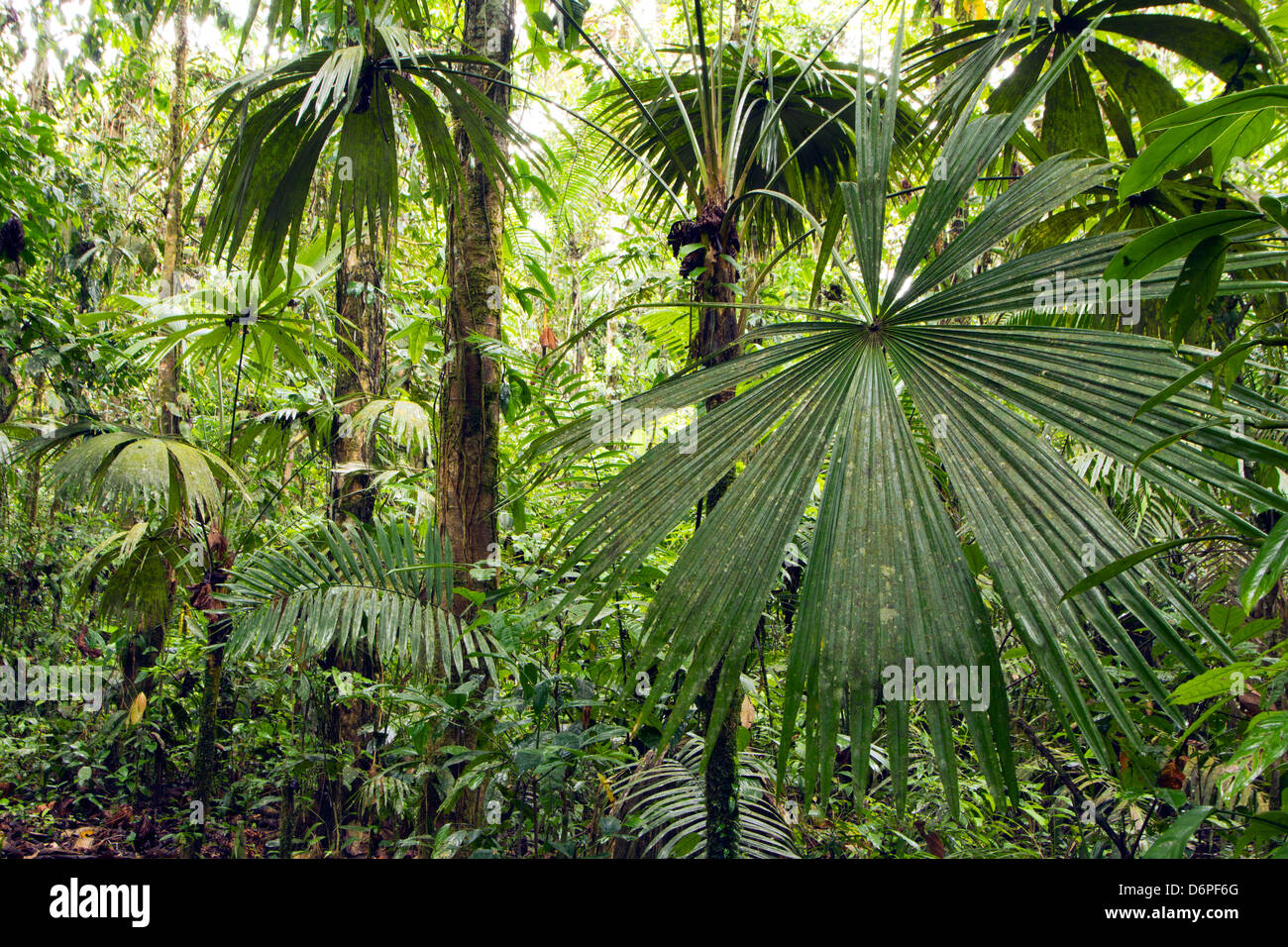 Interior of tropical rainforest in Yasuni National Park, Ecuador with ...