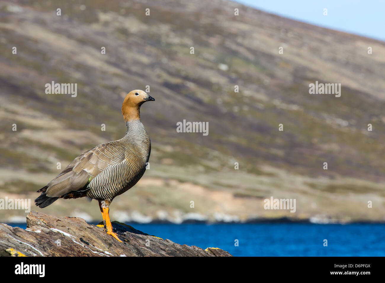 Adult ruddy-headed goose (Chloephaga rubidiceps), Carcass Island, Falkland Islands, South Atlantic Ocean, South America Stock Photo
